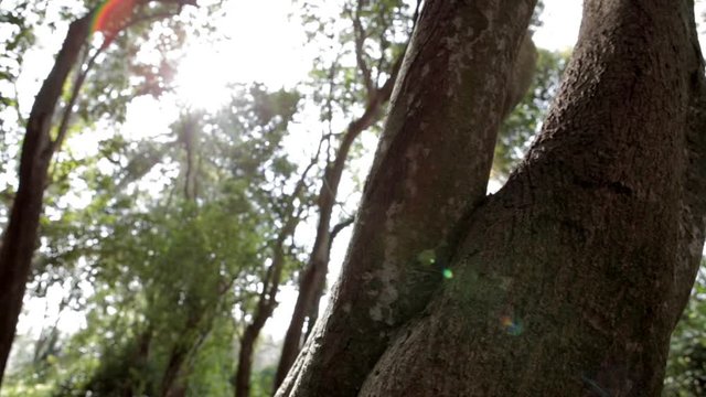 TRONCO DE ARBOL EN UN BOSQUE