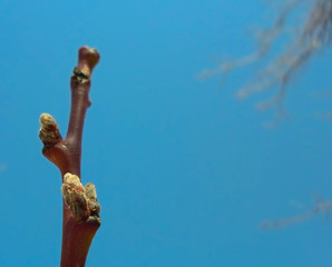 Apricot tree branch with buds.Apricot buds on a branch close-up on a background of blue sky