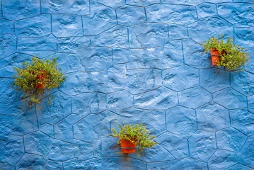 Foto op Canvas green and yellow flower pot in the light blue waa makes a beautiful backgound © riyas