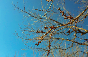 Apricot tree branch with buds.Apricot buds on a branch close-up on a background of blue sky