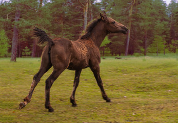 a small galloping colt on a green meadow against a forest background