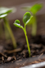 Radish seedlings growing indoor in containers. Starting urban vegetable garden. Nurticious microgreens