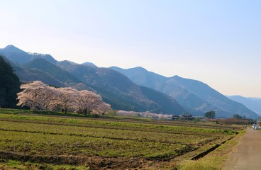 春　田舎　さくら　風景　杤木