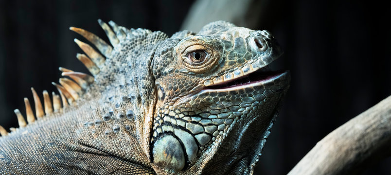 Portrait of iguana
