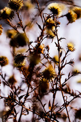 Wild flowers and stems of dry dead grass under the sun form dynamic composition.