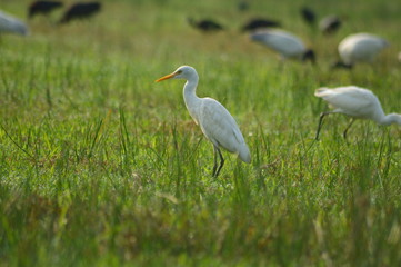 Bird in fly,bird on paddy field,paddy field kerala.