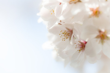 Obraz premium 桜の花 背景素材