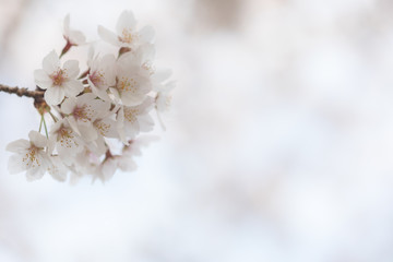 桜の花　背景素材