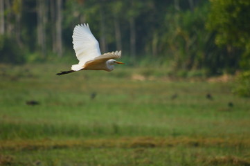 great blue heron flying