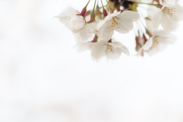 桜の花　背景素材