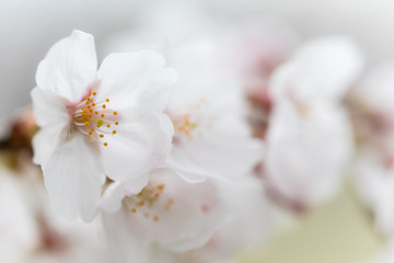 Fototapeta na wymiar 桜の花　背景素材