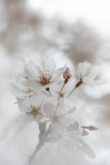 桜の花　背景素材