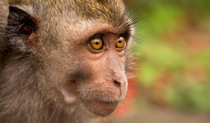Macaque close-up. Monkey looks into the distance
