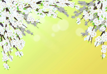 Obraz na płótnie Canvas Cherry blossom illustration in full bloom against light green gradient color background.