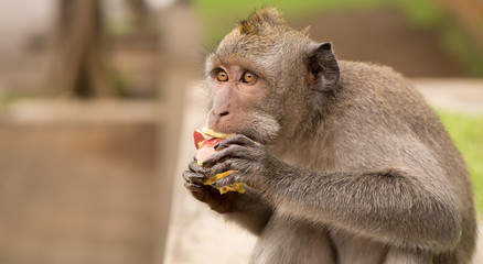 Monkey eating an apple and looking at tourists