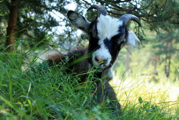 Obraz premium goat on the grass