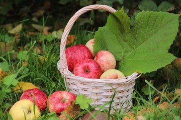 autumn. red apples in a basket, autumn leaves, Sunny weather