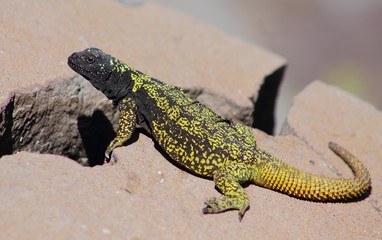 lizard on a rock