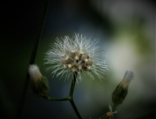 dandelion seed head