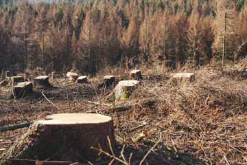 Waldsterben dürre Borkenkäfer