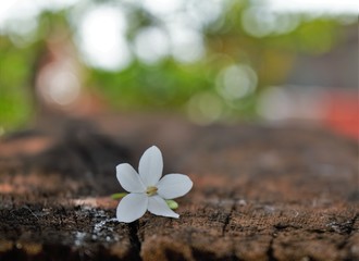 white flowers on wooden background