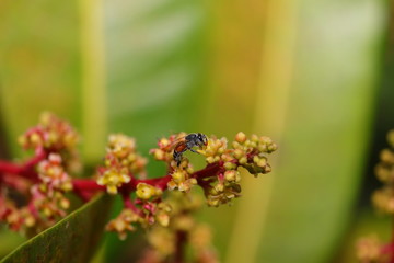 A honey bee collecting pollen on flowers of mango plant
