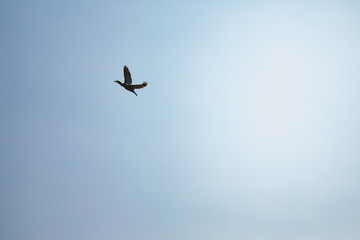 Fototapeta na wymiar Minimalism: A Flying Duck with a Clear Blue Sky