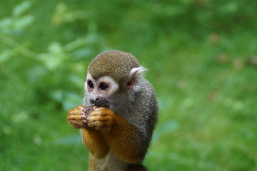 Monkey's lunch III