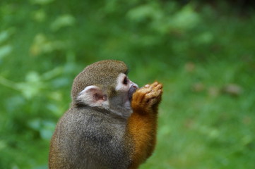 Monkey's lunch II