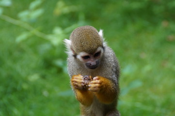 Monkey's lunch
