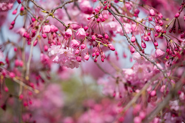 春の満開の桜の花