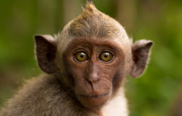 Monkey looks at the camera