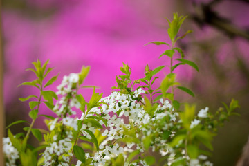 春の満開の雪柳の花