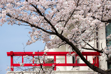 春の満開の桜と日本のお寺