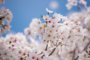 春の満開の桜の花
