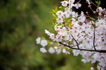春の満開の桜の花