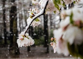 日本　桜と雪