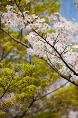 満開の桜の花と緑色の紅葉