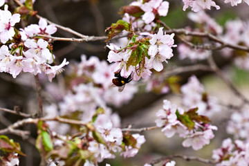 Bumblebee on a flowering sakura branch