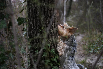 cute dog nature forest tree