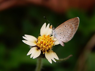 butterfly on flower