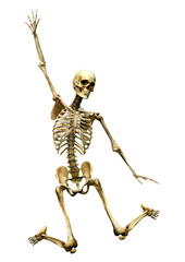 3D Rendering Human Skeleton on White