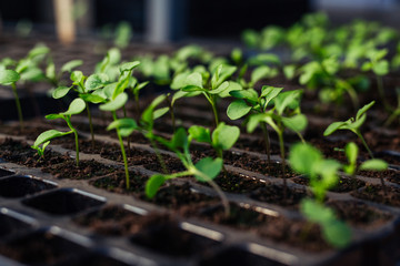 The seedlings sprouting in a greenhouse.Natural organic foods.