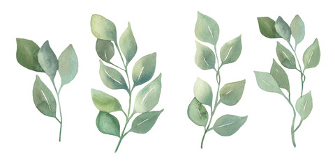 Fototapeta na wymiar Watercolor floral illustration collection - green leaf set, for wedding stationary, wallpapers, greetings, background. Watercolor Eucalyptus, olive, green leaves. 