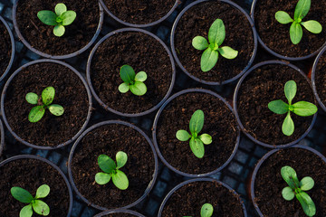 Green plant sprouts. Cultivated young sprouts in rich soil grow under sun in hothouse.