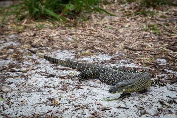 Monitor Lizard on Whitehaven Beach