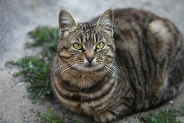 Wild cats sitting on ground