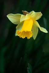 Fototapeta premium Colorful flowers in spring garden
