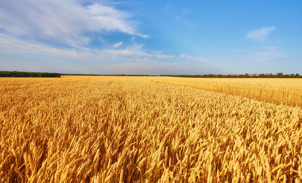 Field of Golden wheat under the blue sky