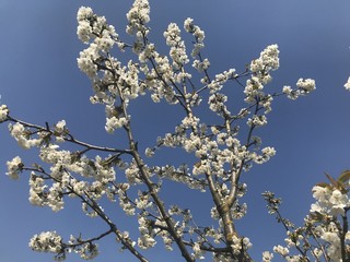 Cherry blossom with bees at work
